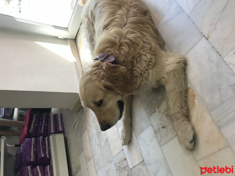 Golden Retriever, Köpek  Carmen fotoğrafı