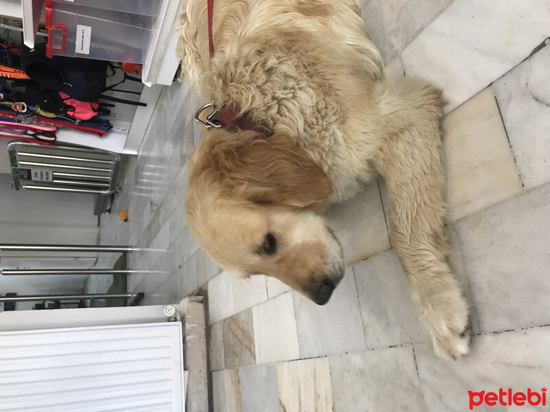 Golden Retriever, Köpek  Carmen fotoğrafı