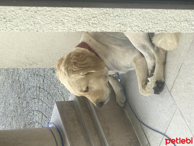 Golden Retriever, Köpek  Carmen fotoğrafı