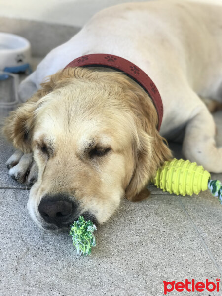 Golden Retriever, Köpek  Carmen fotoğrafı