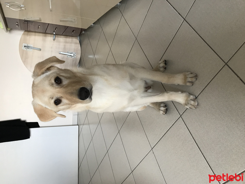 Labrador Retriever, Köpek  Reis fotoğrafı