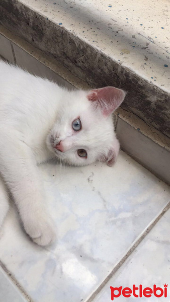 Van Kedisi, Kedi  sütlaç fotoğrafı