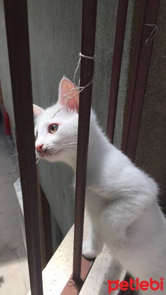 Van Kedisi, Kedi  sütlaç fotoğrafı