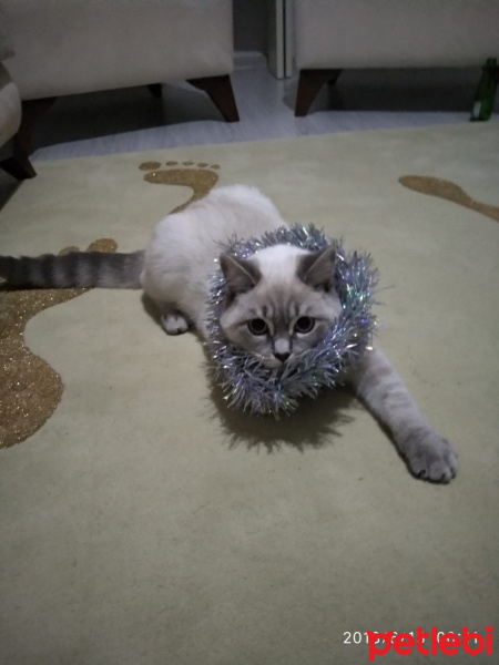 Van Kedisi, Kedi  sütlaç fotoğrafı