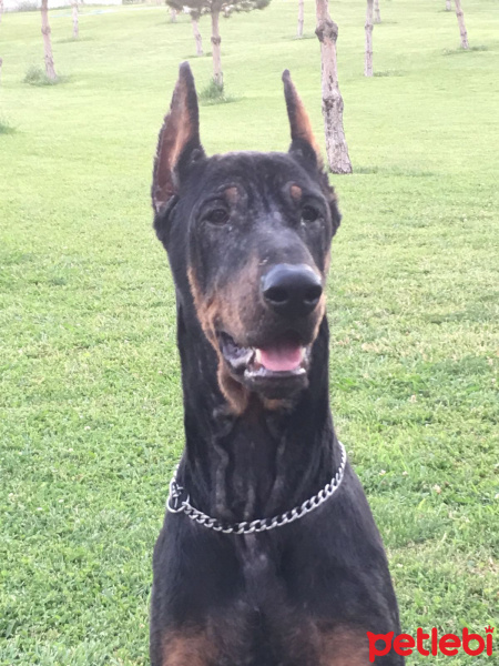 Doberman Pinscher, Köpek  Leo fotoğrafı
