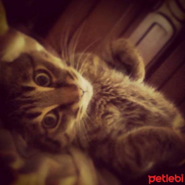 Tekir Kedi, Kedi  Badi fotoğrafı