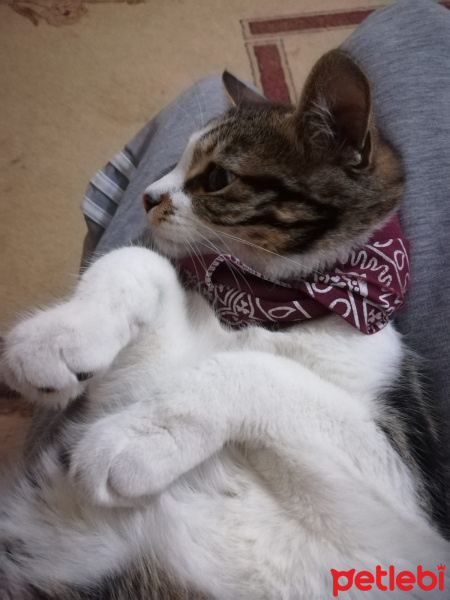 Tekir Kedi, Kedi  Loki fotoğrafı