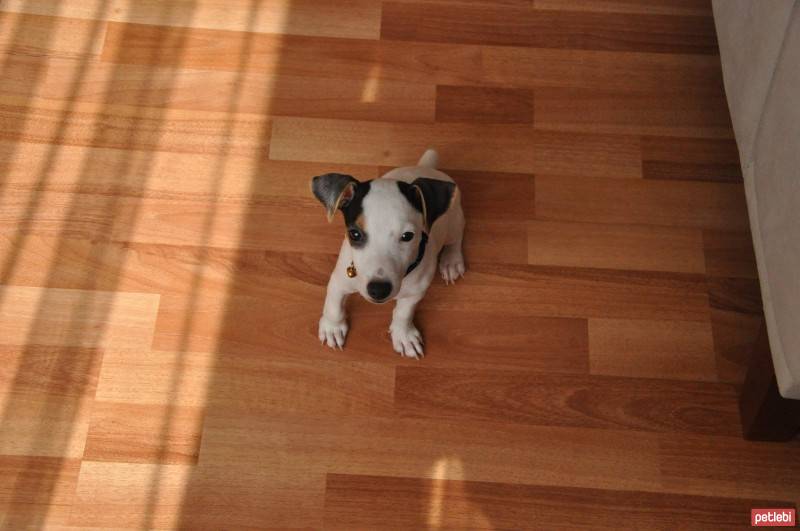 Jack Russell Terrier, Köpek  Chappie fotoğrafı