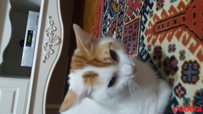Tekir Kedi, Kedi  Pamuk fotoğrafı