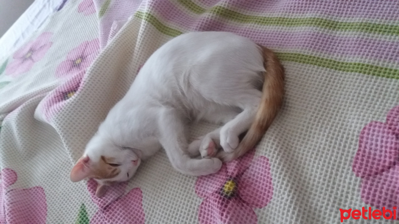 Tekir Kedi, Kedi  Pamuk fotoğrafı