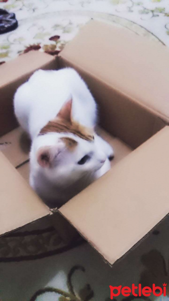 Tekir Kedi, Kedi  Pamuk fotoğrafı