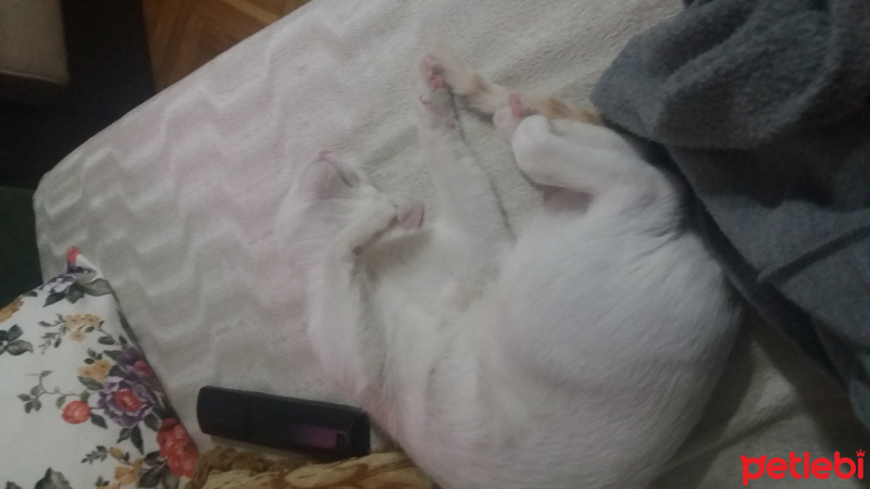 Tekir Kedi, Kedi  Pamuk fotoğrafı