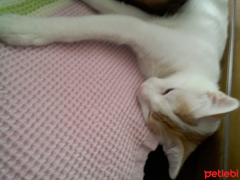 Tekir Kedi, Kedi  Pamuk fotoğrafı