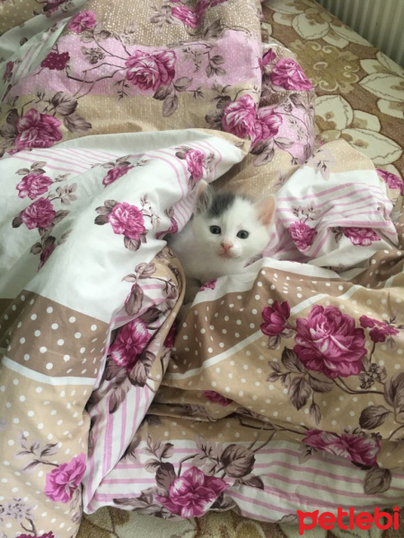 Tekir Kedi, Kedi  Lokum fotoğrafı