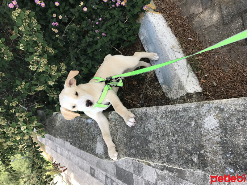 Golden Retriever, Köpek  MAX fotoğrafı