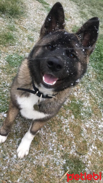 Akita İnu, Köpek  Duman fotoğrafı