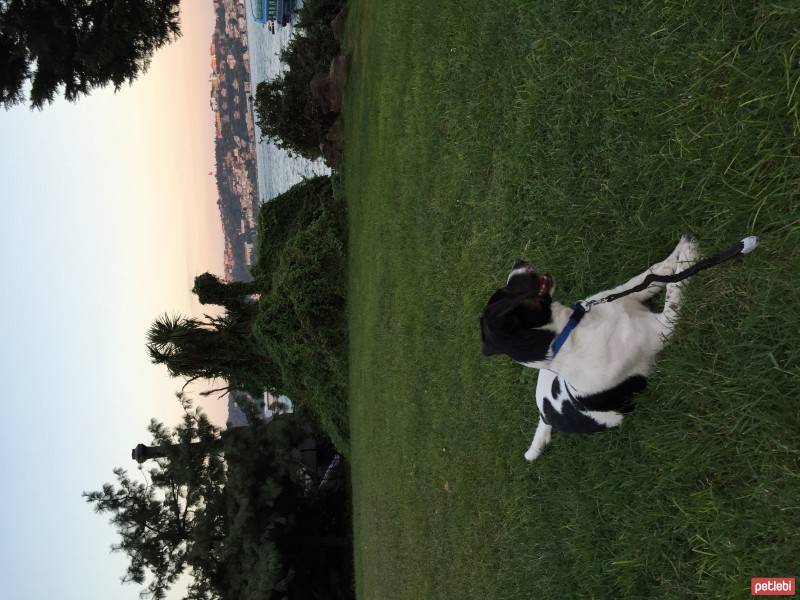 Sokö (Sokak Köpeği), Köpek  BONCUK fotoğrafı