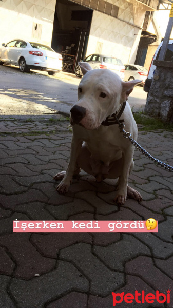 Dogo Arjantin, Köpek  Bal fotoğrafı