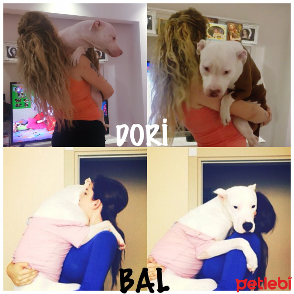 Dogo Arjantin, Köpek  Bal fotoğrafı