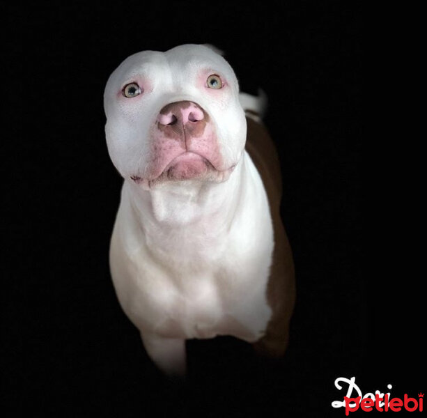 Amerikan Pitbull Terrier, Köpek  Dori fotoğrafı