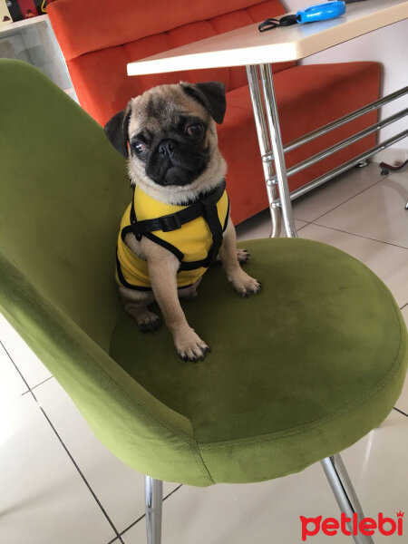 Pug, Köpek  buddy fotoğrafı