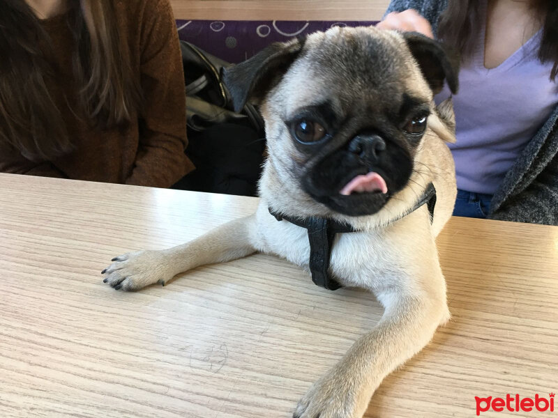 Pug, Köpek  buddy fotoğrafı