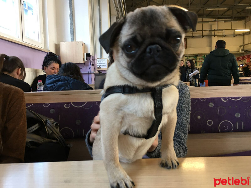 Pug, Köpek  buddy fotoğrafı