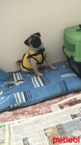 Pug, Köpek  buddy fotoğrafı