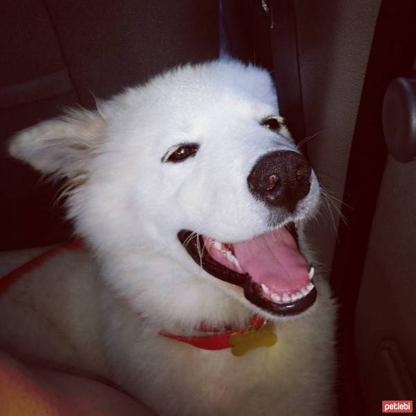 Samoyed, Köpek  Pamuk fotoğrafı