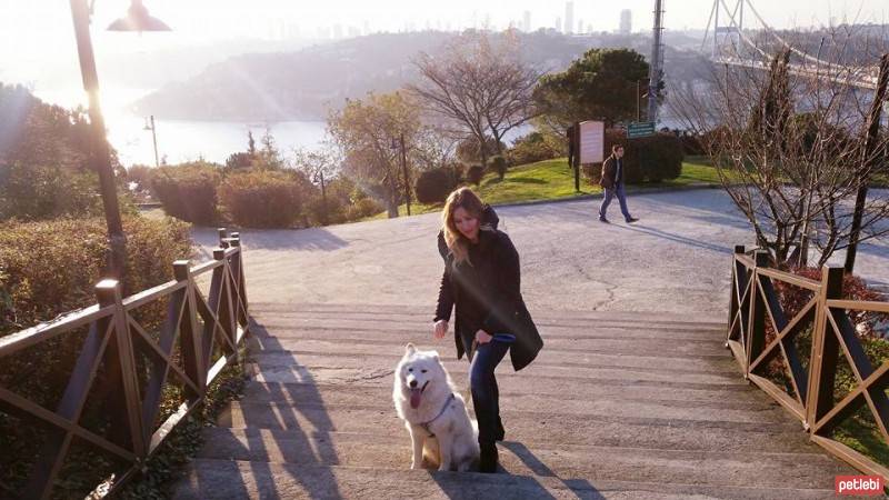 Samoyed, Köpek  Pamuk fotoğrafı