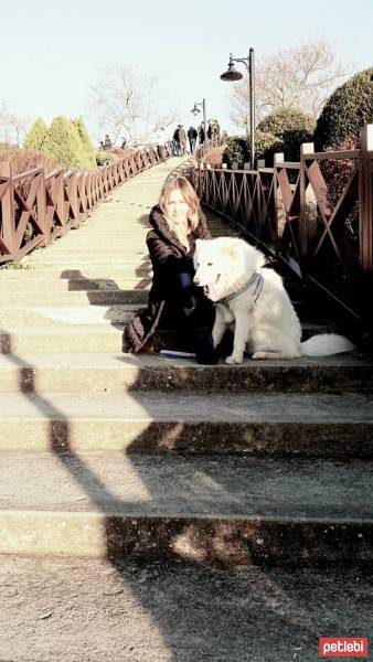 Samoyed, Köpek  Pamuk fotoğrafı