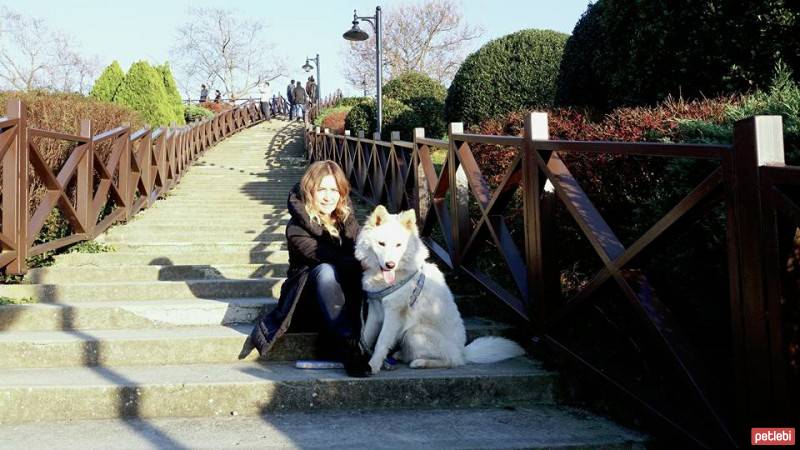 Samoyed, Köpek  Pamuk fotoğrafı