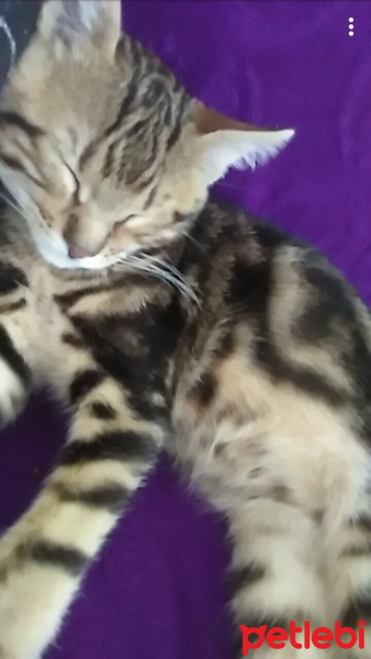 Tekir Kedi, Kedi  Yakışıklı fotoğrafı