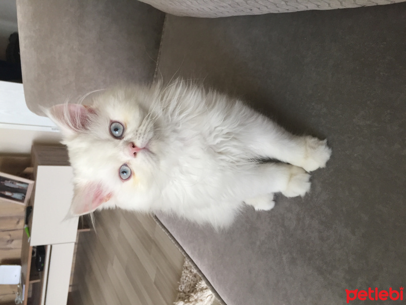 İran Kedisi (Persian), Kedi  Behlül fotoğrafı