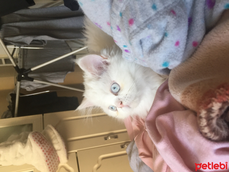 İran Kedisi (Persian), Kedi  Behlül fotoğrafı