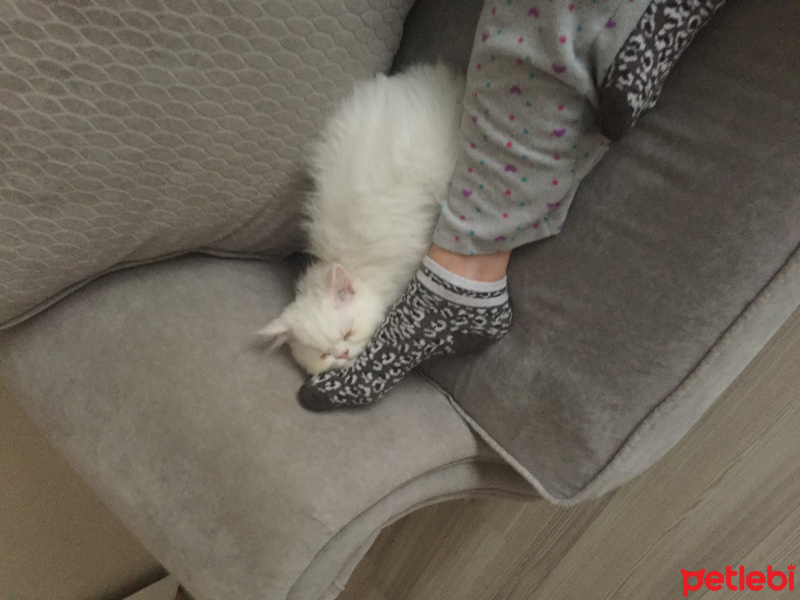 İran Kedisi (Persian), Kedi  Behlül fotoğrafı