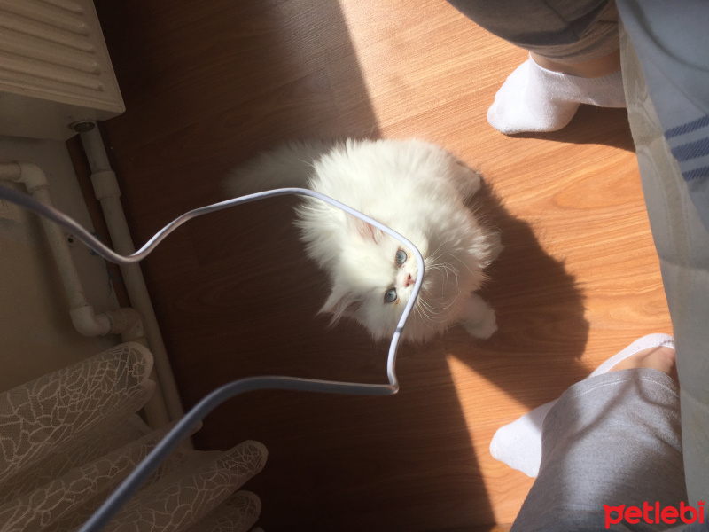 İran Kedisi (Persian), Kedi  Behlül fotoğrafı