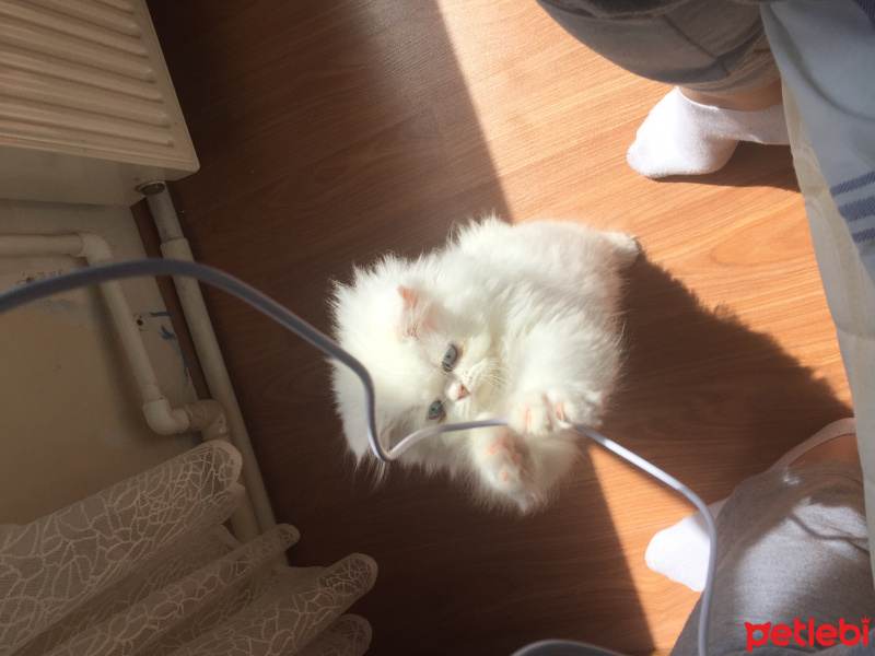 İran Kedisi (Persian), Kedi  Behlül fotoğrafı