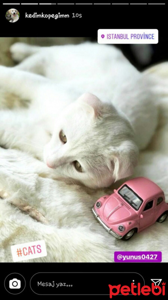 Scottish Fold, Kedi  Bulut fotoğrafı