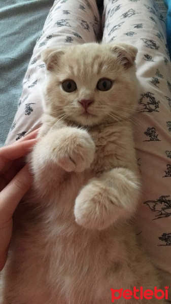 Scottish Fold, Kedi  Kumpir fotoğrafı