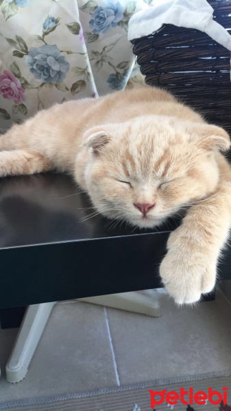 Scottish Fold, Kedi  Kumpir fotoğrafı