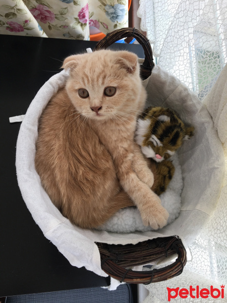 Scottish Fold, Kedi  Kumpir fotoğrafı
