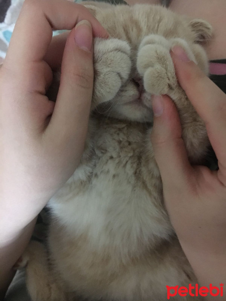 Scottish Fold, Kedi  Kumpir fotoğrafı