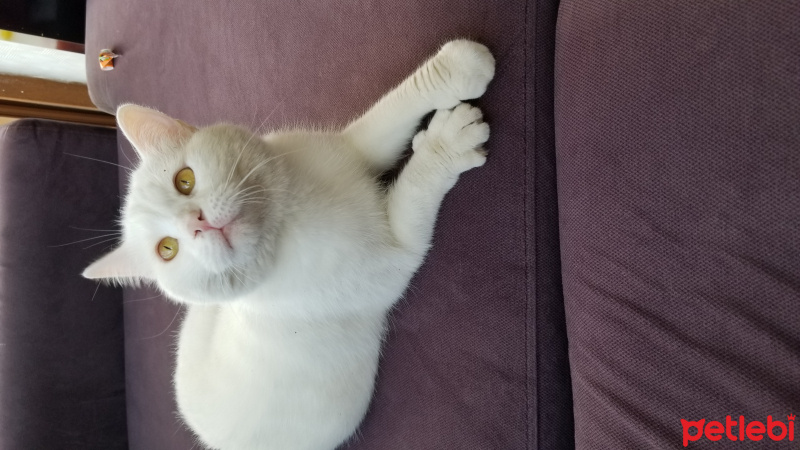 Ankara Kedisi, Kedi  Mişa fotoğrafı
