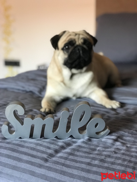 Pug, Köpek  Ares fotoğrafı