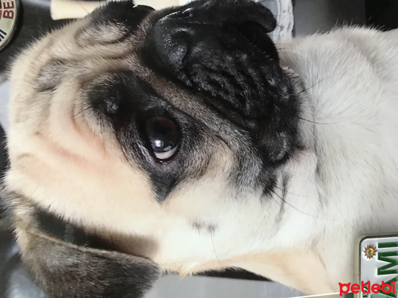Pug, Köpek  Ares fotoğrafı