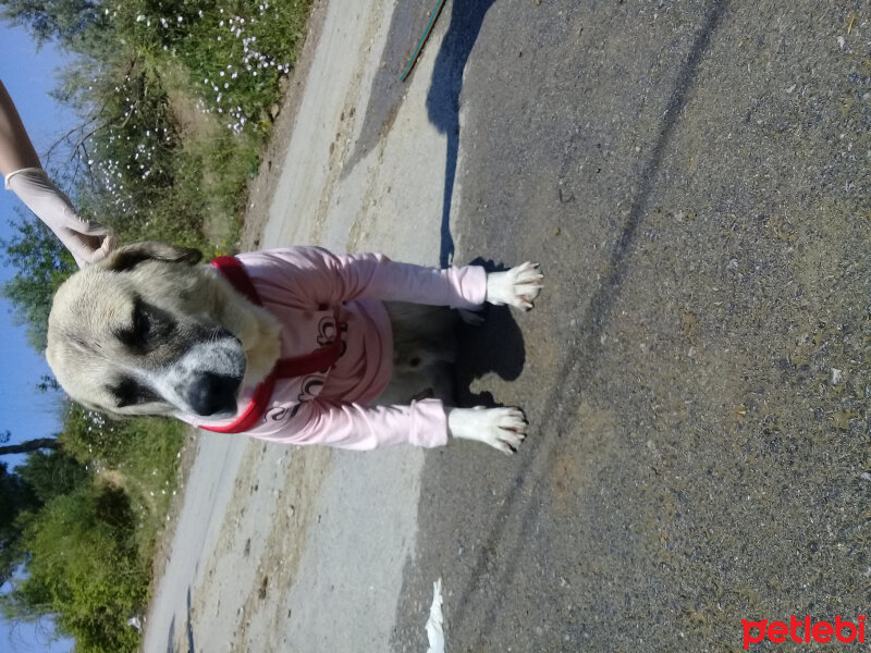 Kangal, Köpek  Paşa fotoğrafı