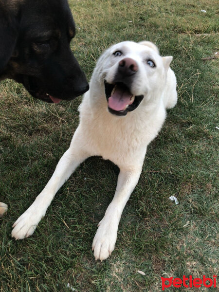 Kangal, Köpek  Paşa fotoğrafı