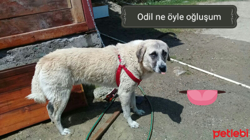 Kangal, Köpek  Paşa fotoğrafı