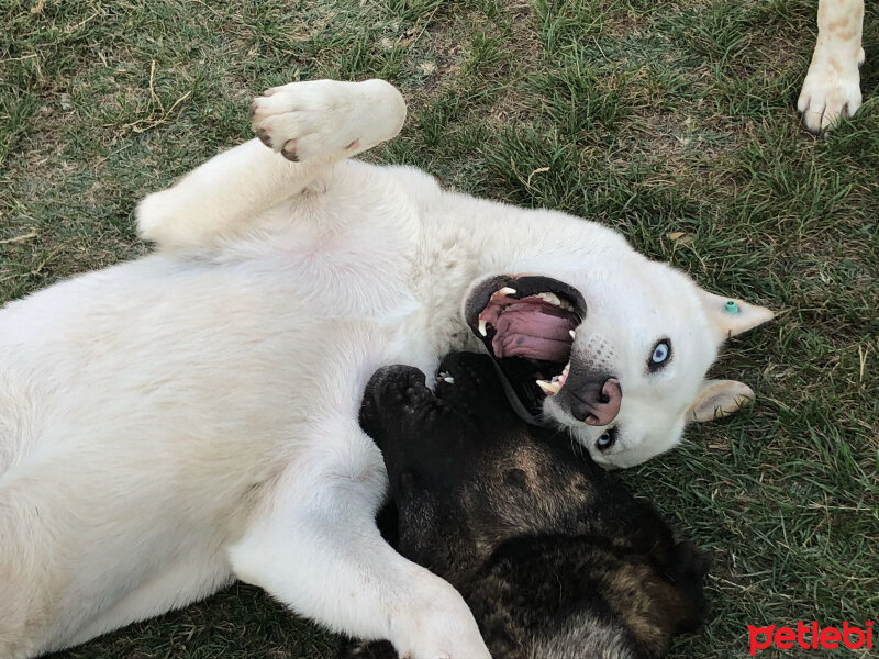 Kangal, Köpek  Paşa fotoğrafı